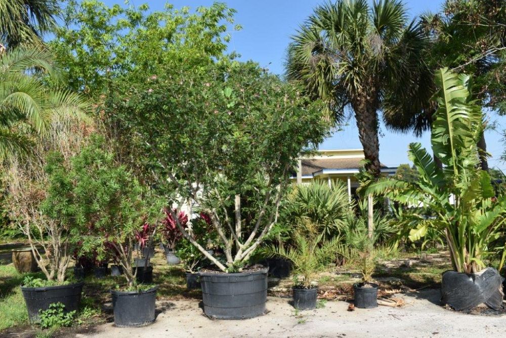 calliandra-brevipes-pink-powderpuff