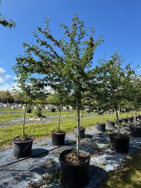 calliandra-brevipes-pink-powderpuff