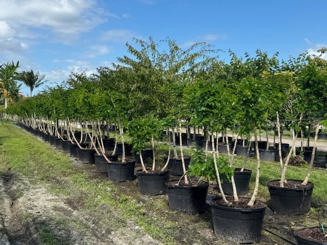 calliandra-brevipes-pink-powderpuff
