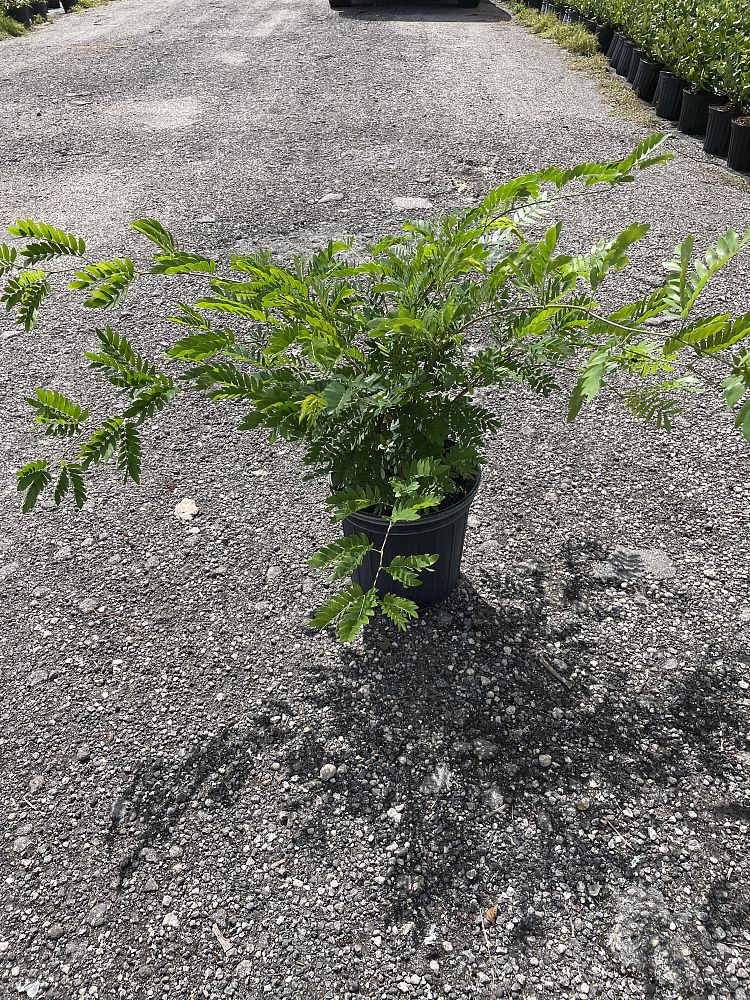 calliandra-brevipes-pink-powderpuff