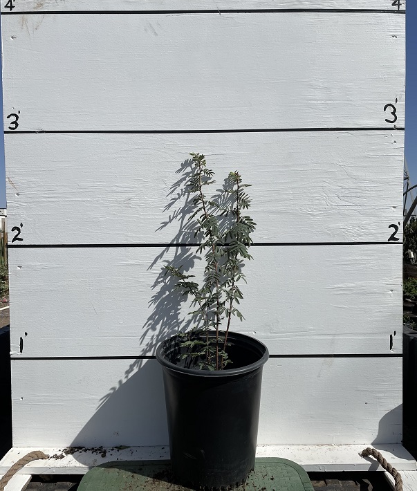 calliandra-californica