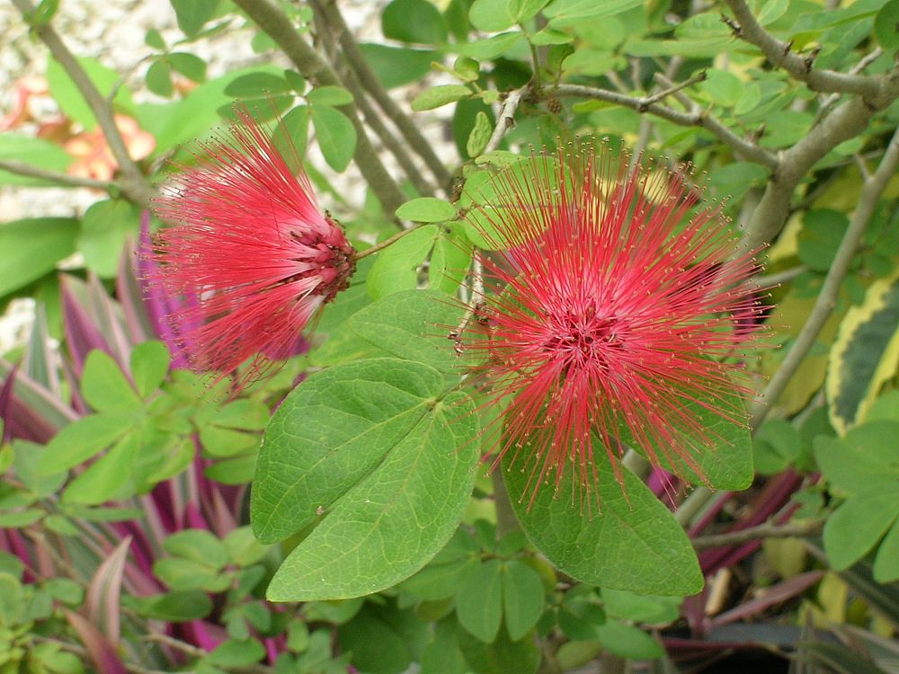 calliandra-emarginata-minima-pink-dwarf-powderpuff