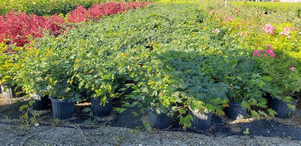 calliandra-emarginata-pink-dwarf-powderpuff