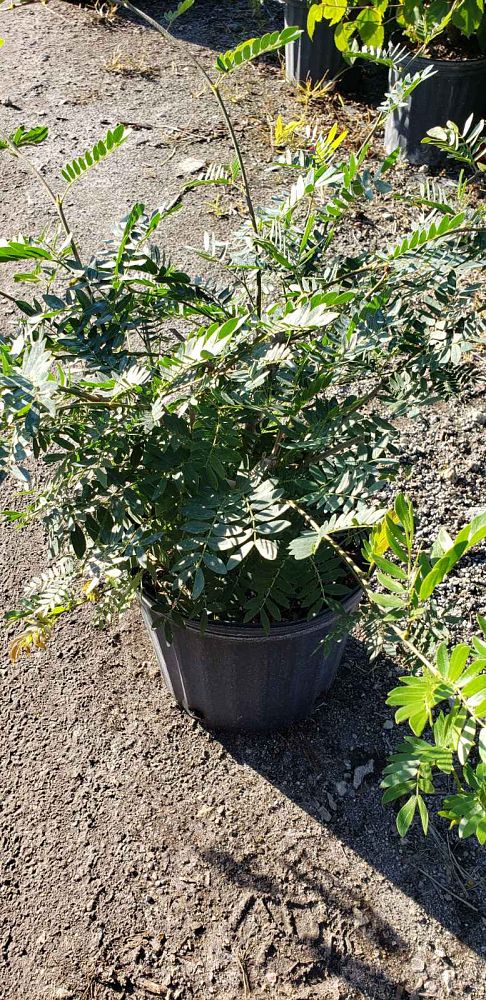 calliandra-emarginata-pink-dwarf-powderpuff