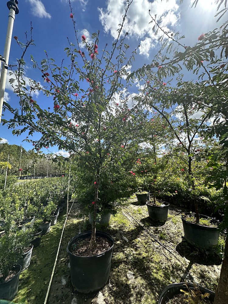 calliandra-emarginata-pink-dwarf-powderpuff