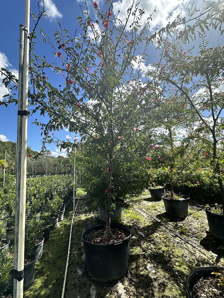 calliandra-emarginata-pink-dwarf-powderpuff