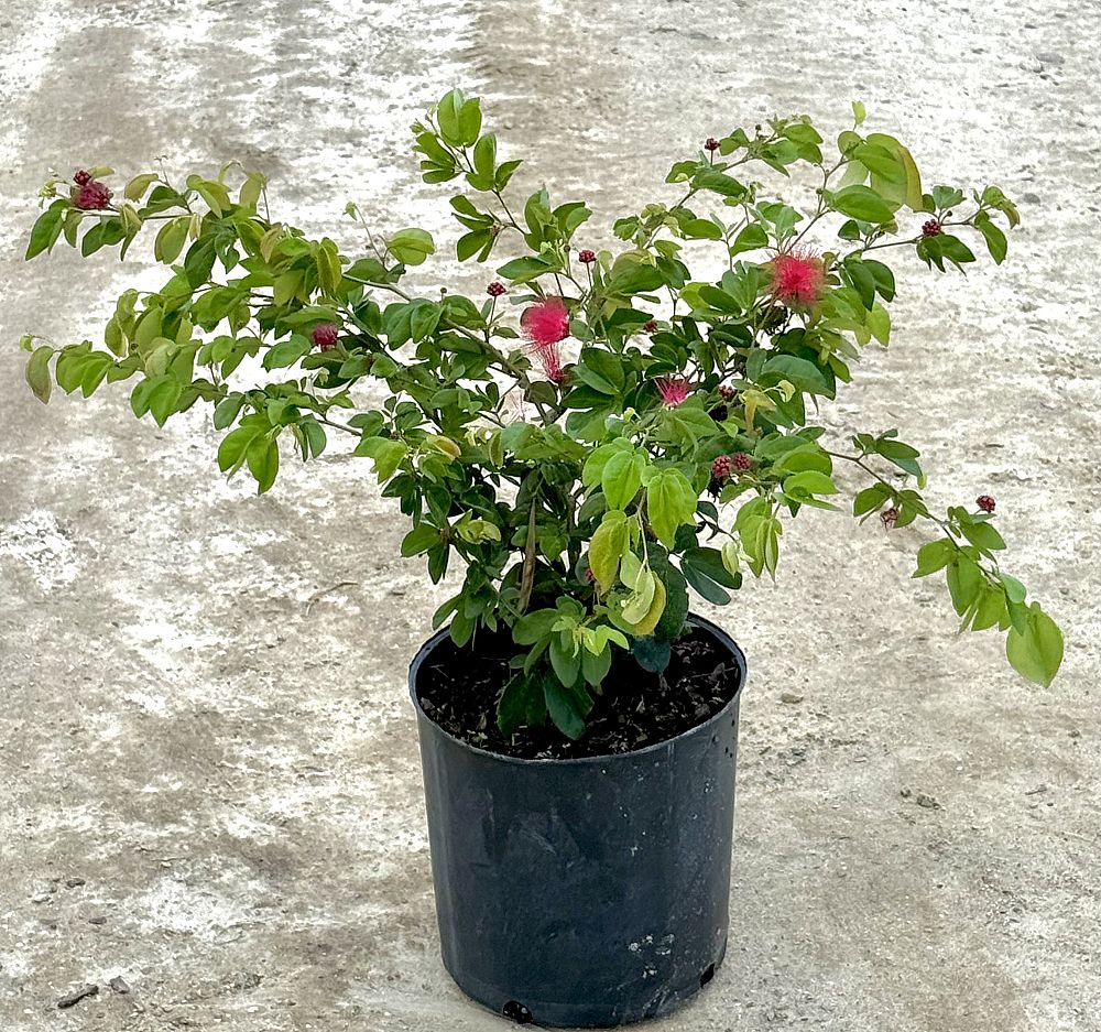 calliandra-emarginata-pink-dwarf-powderpuff