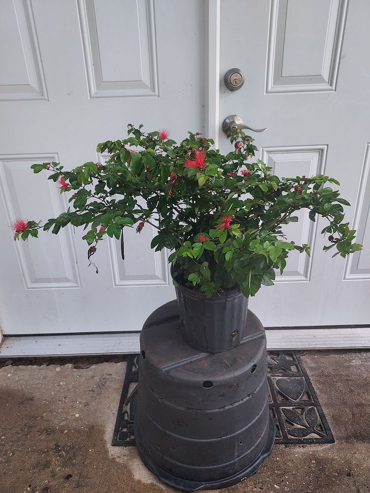 calliandra-emarginata-pink-dwarf-powderpuff