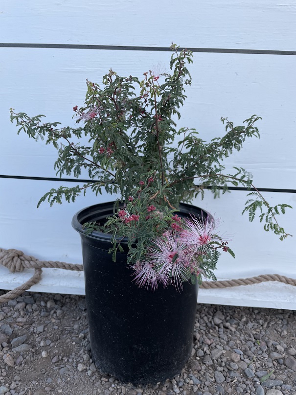 calliandra-eriophylla