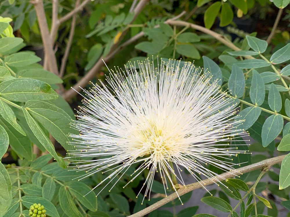 calliandra-haematocephala-alba-white-powderpuff-calliandra-inequilatera