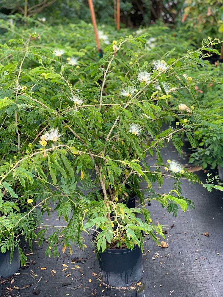 calliandra-haematocephala-alba-white-powderpuff-calliandra-inequilatera