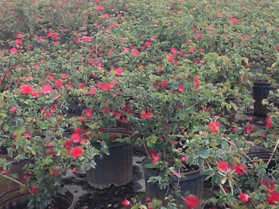 calliandra-haematocephala-nana-dwarf-powderpuff-calliandra-inequilatera