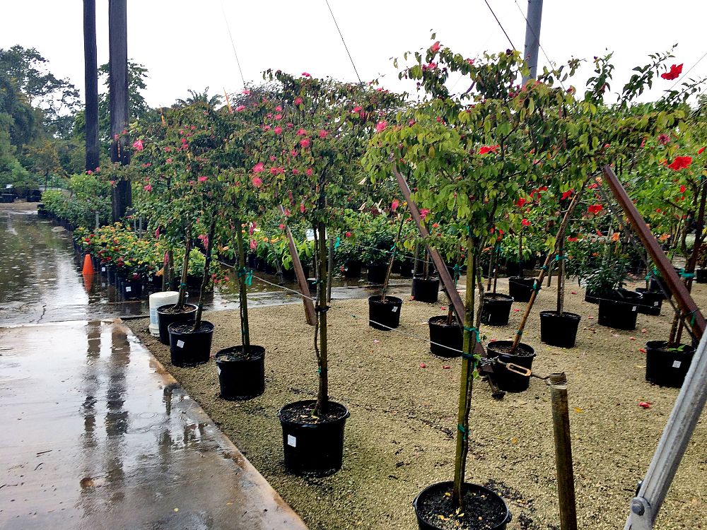 calliandra-haematocephala-nana-dwarf-powderpuff-calliandra-inequilatera