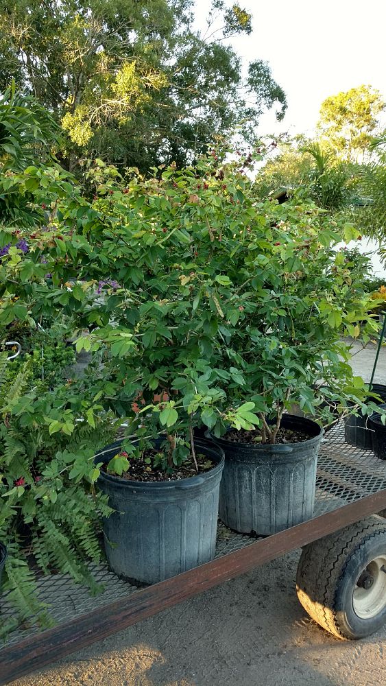 calliandra-haematocephala-nana-dwarf-powderpuff-calliandra-inequilatera