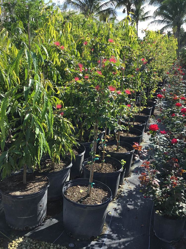 calliandra-haematocephala-nana-dwarf-powderpuff-calliandra-inequilatera