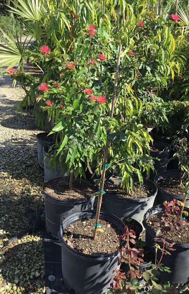 calliandra-haematocephala-nana-dwarf-powderpuff-calliandra-inequilatera