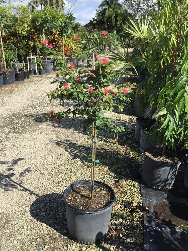 calliandra-haematocephala-nana-dwarf-powderpuff-calliandra-inequilatera