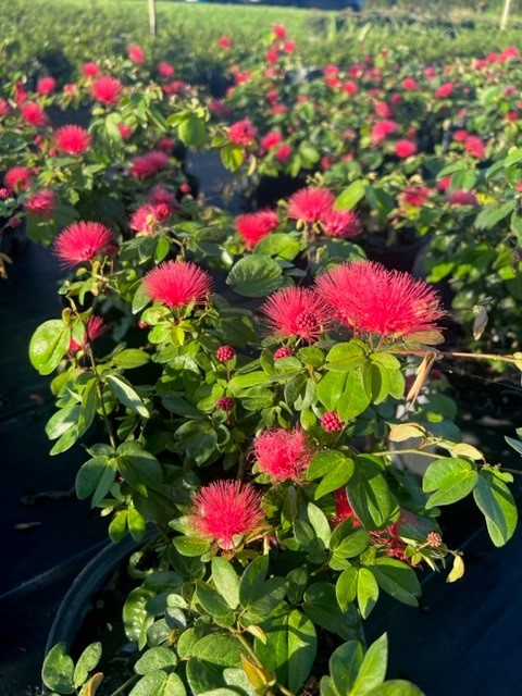 calliandra-haematocephala-nana-dwarf-powderpuff-calliandra-inequilatera