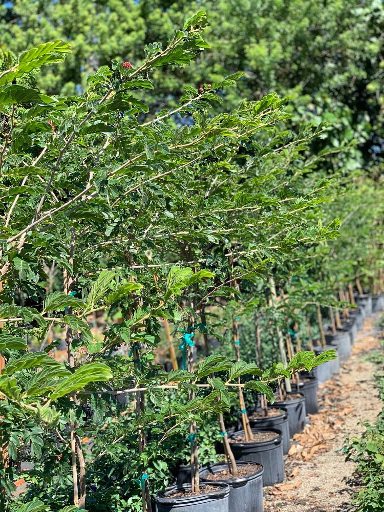 calliandra-haematocephala-powderpuff-calliandra-inequilatera
