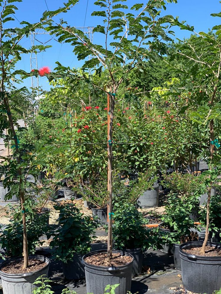calliandra-haematocephala-powderpuff-calliandra-inequilatera