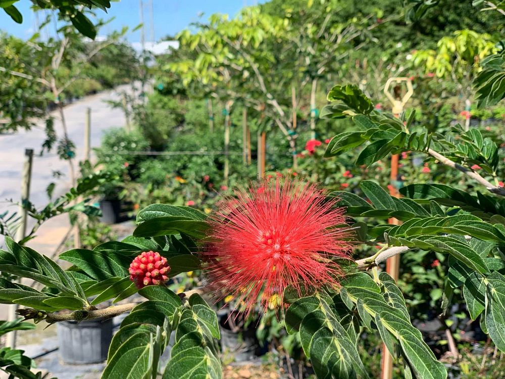 calliandra-haematocephala-powderpuff-calliandra-inequilatera