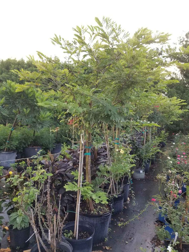 calliandra-haematocephala-powderpuff-calliandra-inequilatera