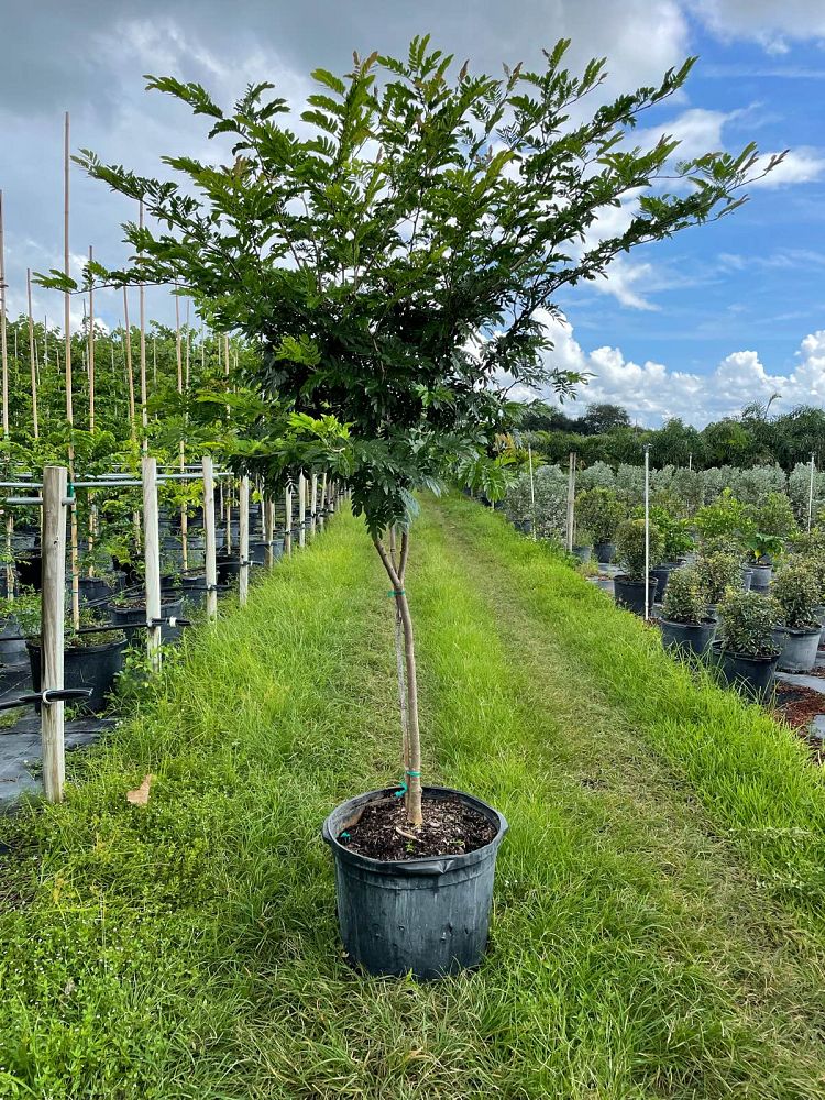 calliandra-haematocephala-powderpuff-calliandra-inequilatera