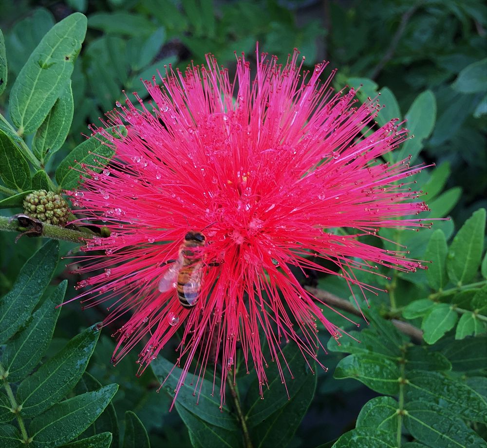 calliandra-haematocephala-powderpuff-calliandra-inequilatera