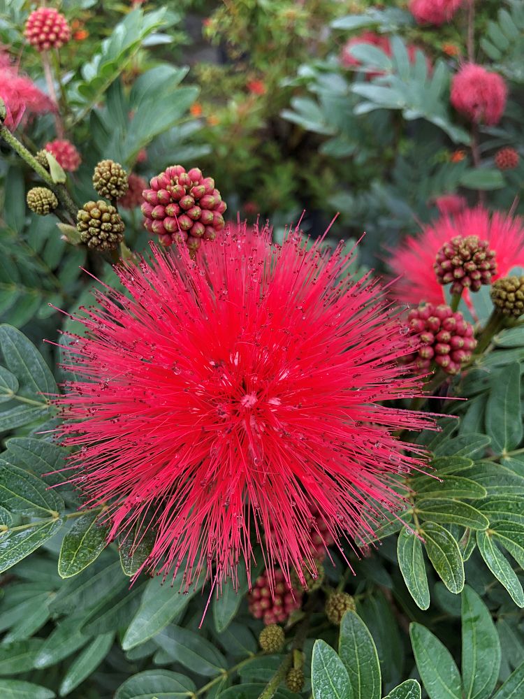 calliandra-haematocephala-powderpuff-calliandra-inequilatera