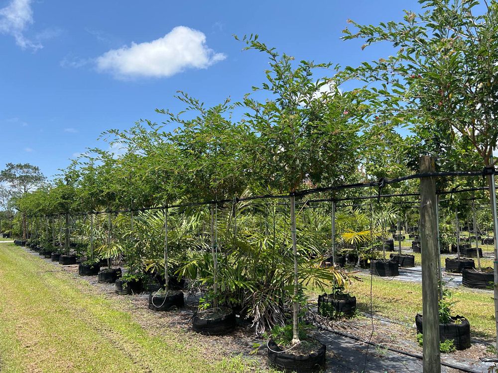 calliandra-haematocephala-powderpuff-calliandra-inequilatera