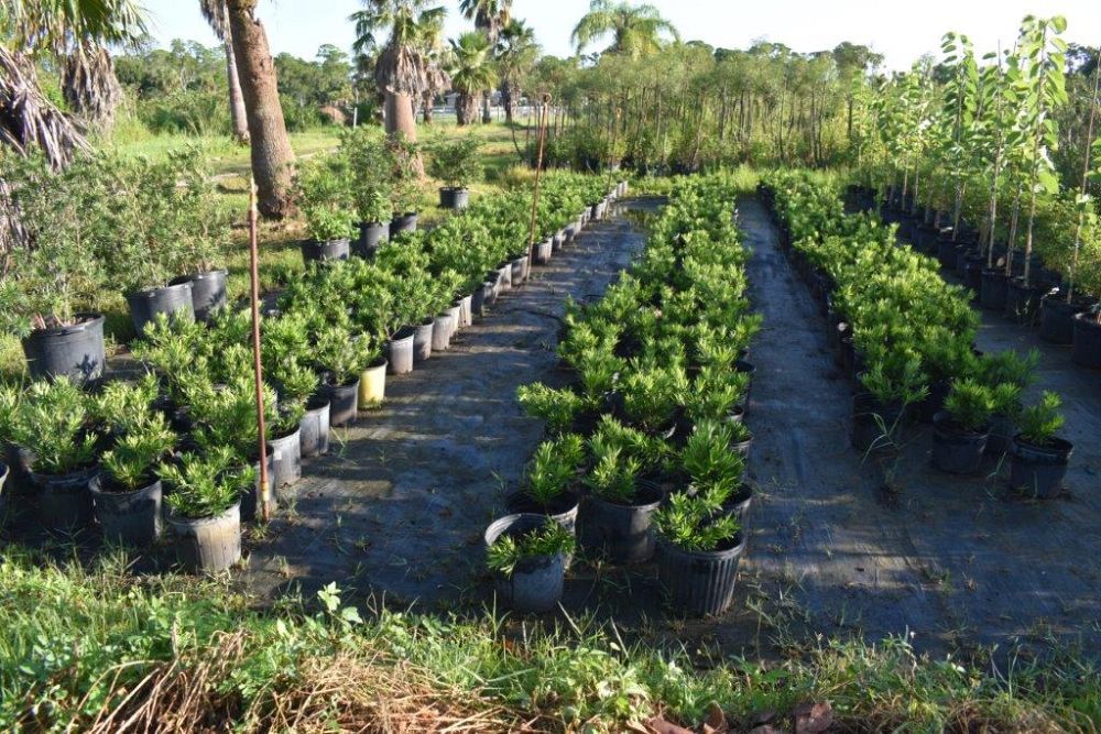calliandra-haematocephala-powderpuff-calliandra-inequilatera