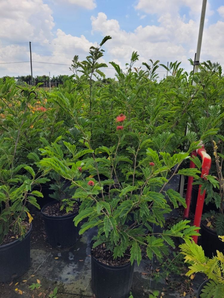 calliandra-haematocephala-powderpuff-calliandra-inequilatera