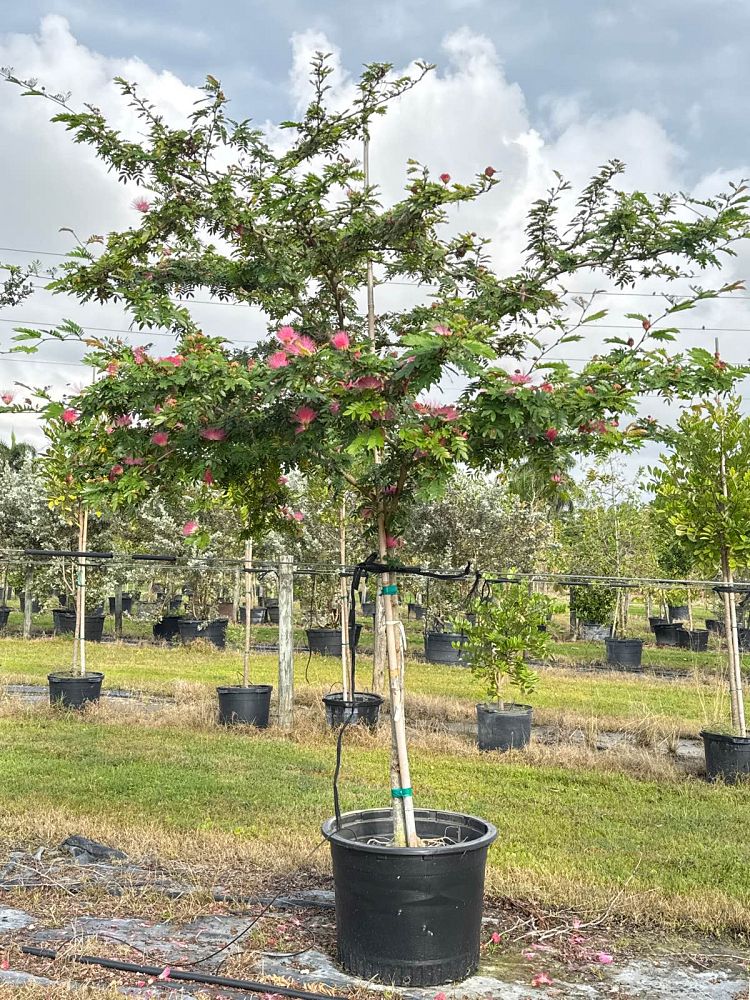 calliandra-haematocephala-powderpuff-calliandra-inequilatera