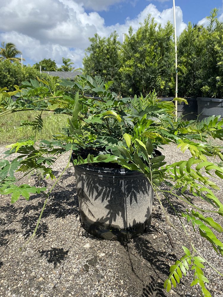 calliandra-haematocephala-powderpuff-calliandra-inequilatera