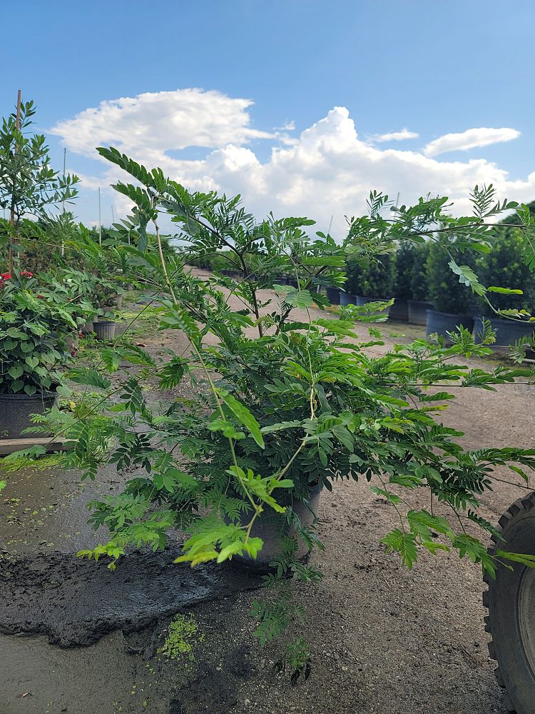calliandra-haematocephala-powderpuff-calliandra-inequilatera