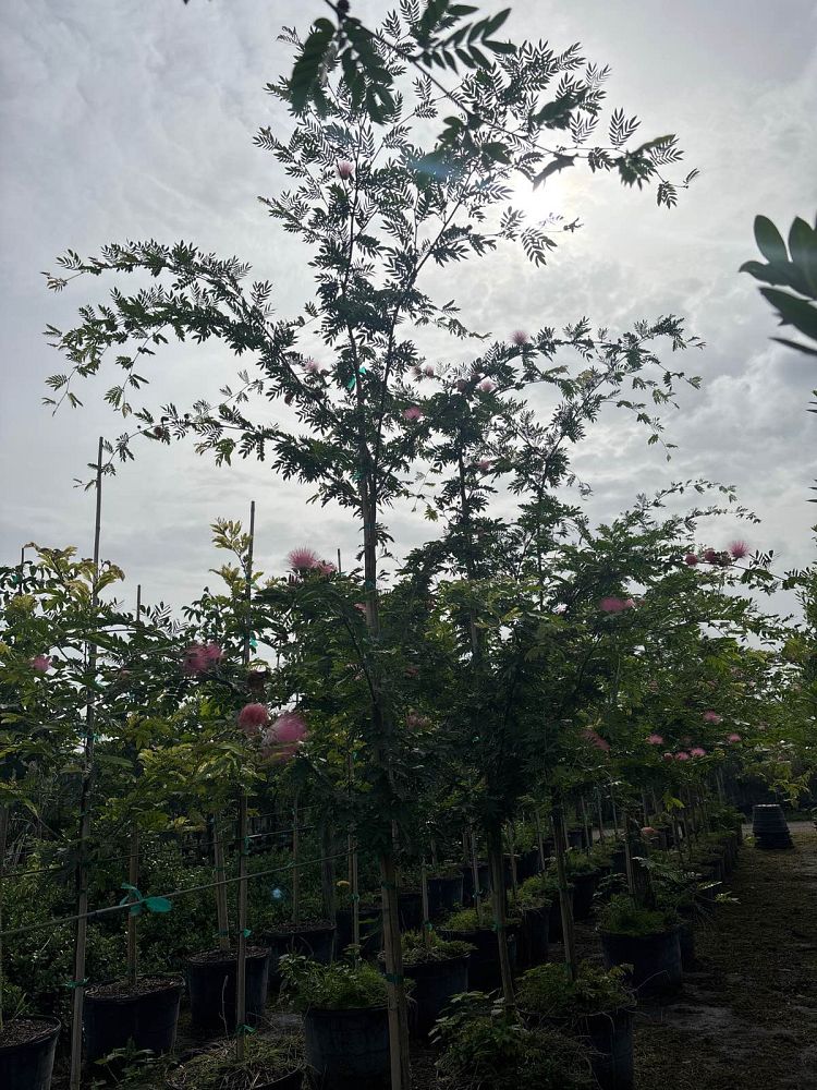 calliandra-haematocephala-powderpuff-calliandra-inequilatera