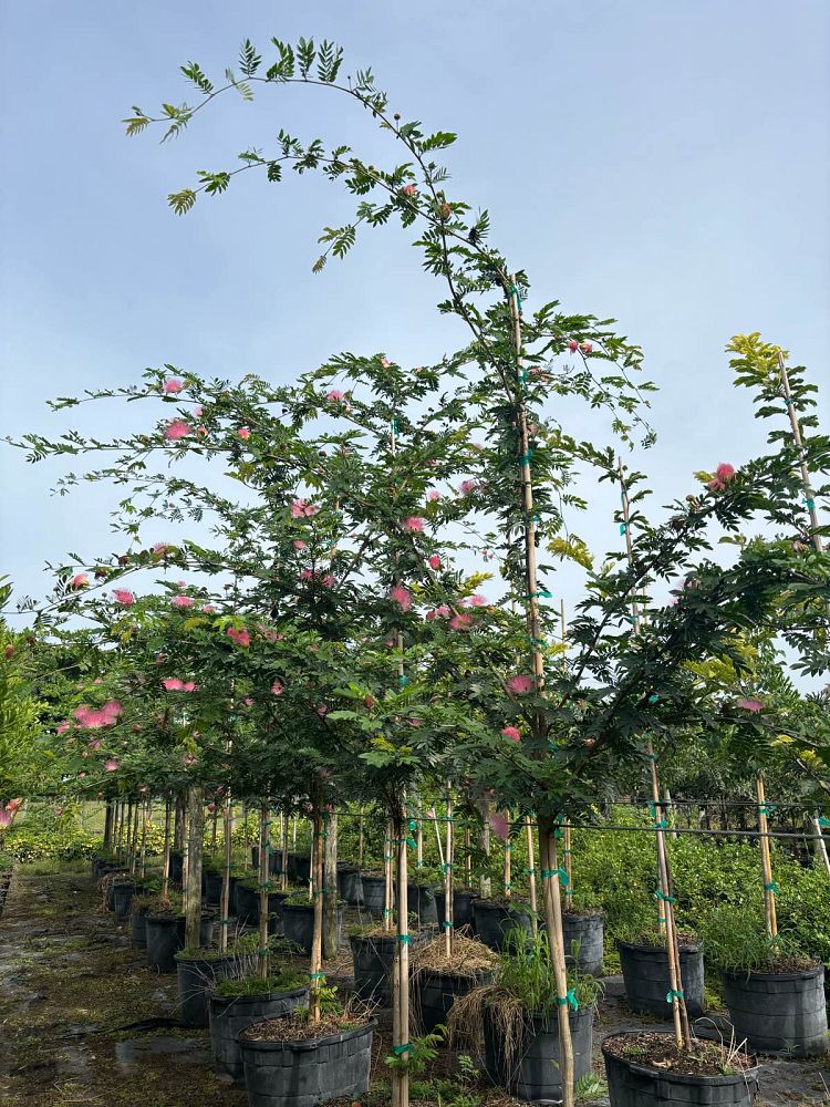 calliandra-haematocephala-powderpuff-calliandra-inequilatera