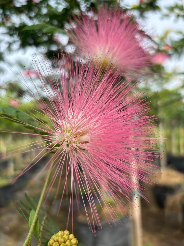 calliandra-haematocephala-powderpuff-calliandra-inequilatera