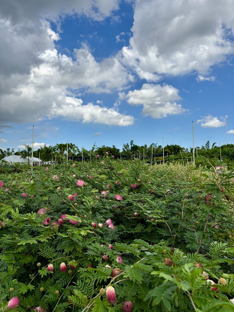 calliandra-haematocephala-powderpuff-calliandra-inequilatera
