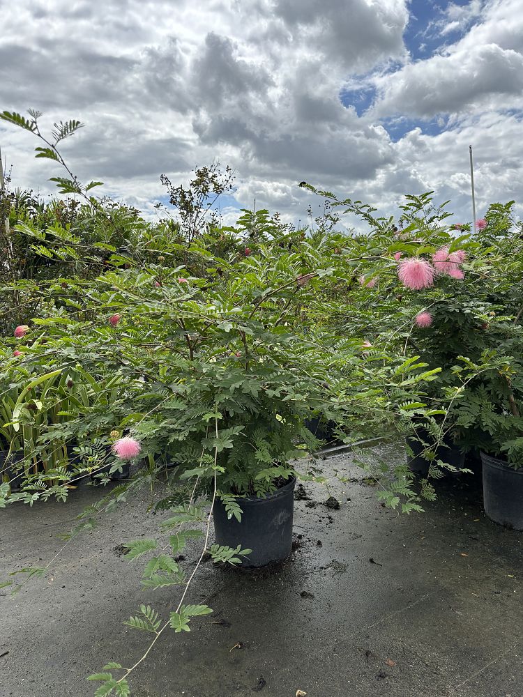 calliandra-haematocephala-powderpuff-calliandra-inequilatera