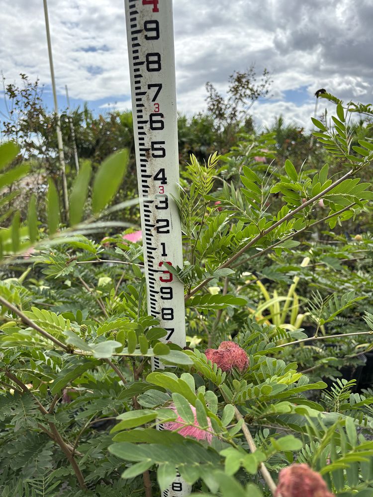 calliandra-haematocephala-powderpuff-calliandra-inequilatera
