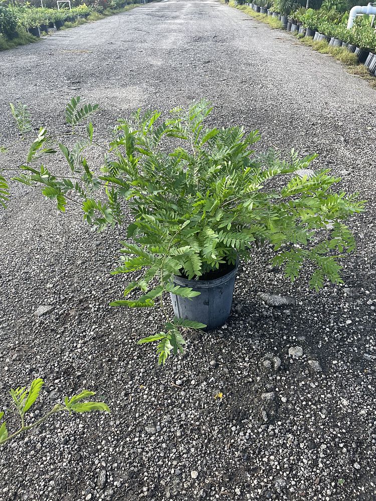 calliandra-haematocephala-powderpuff-calliandra-inequilatera