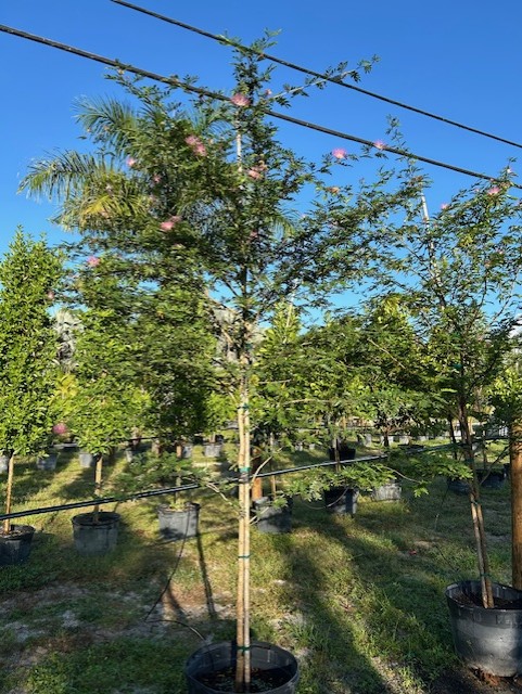 calliandra-haematocephala-powderpuff-calliandra-inequilatera