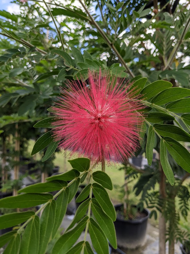 calliandra-haematomma-red-powderpuff