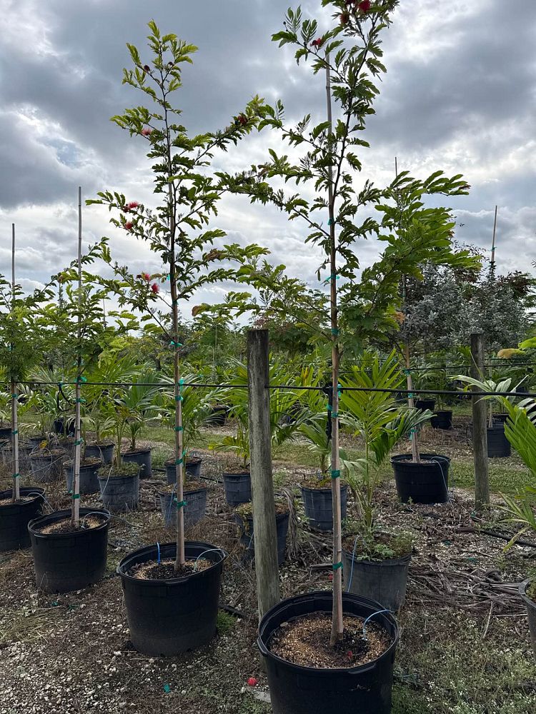 calliandra-haematomma-red-powderpuff
