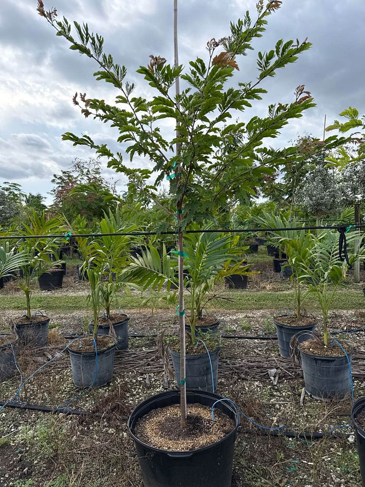 calliandra-haematomma-red-powderpuff