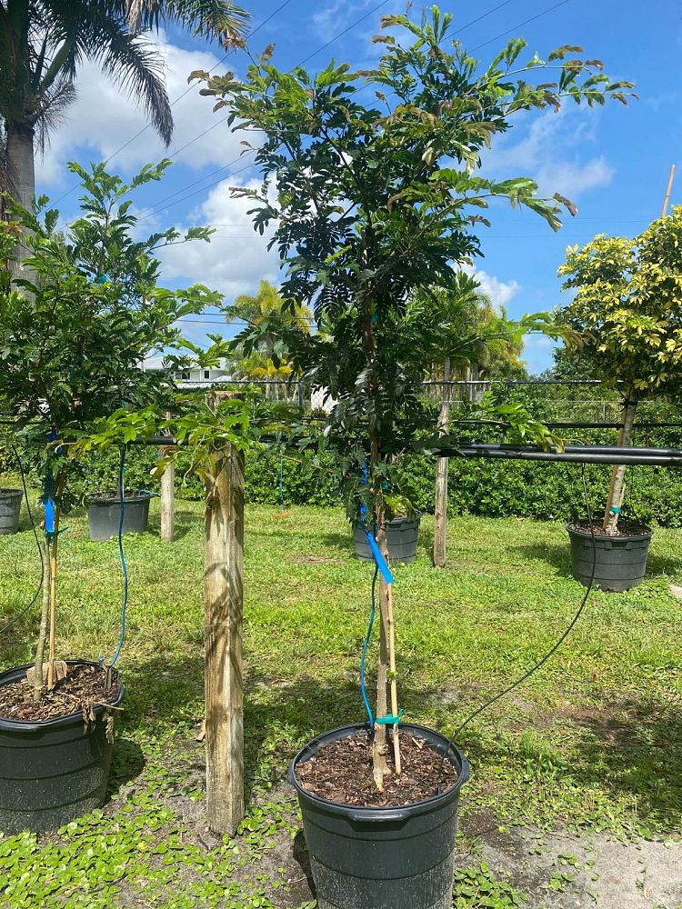 calliandra-houstoniana-calothyrsus-barbe-de-sol-cabello-de-angel-red-calliandra-red-powderpuff-tree-calliandra