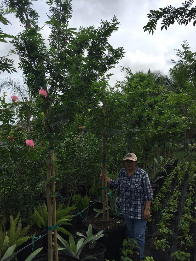 calliandra-powdepuff-tree