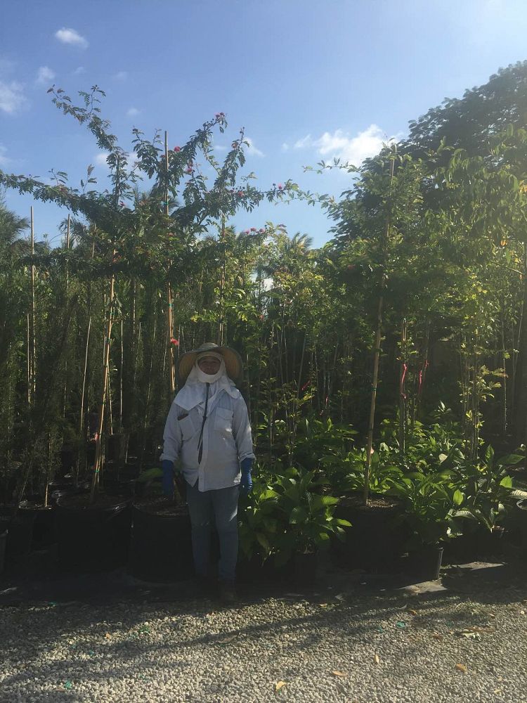 calliandra-powdepuff-tree