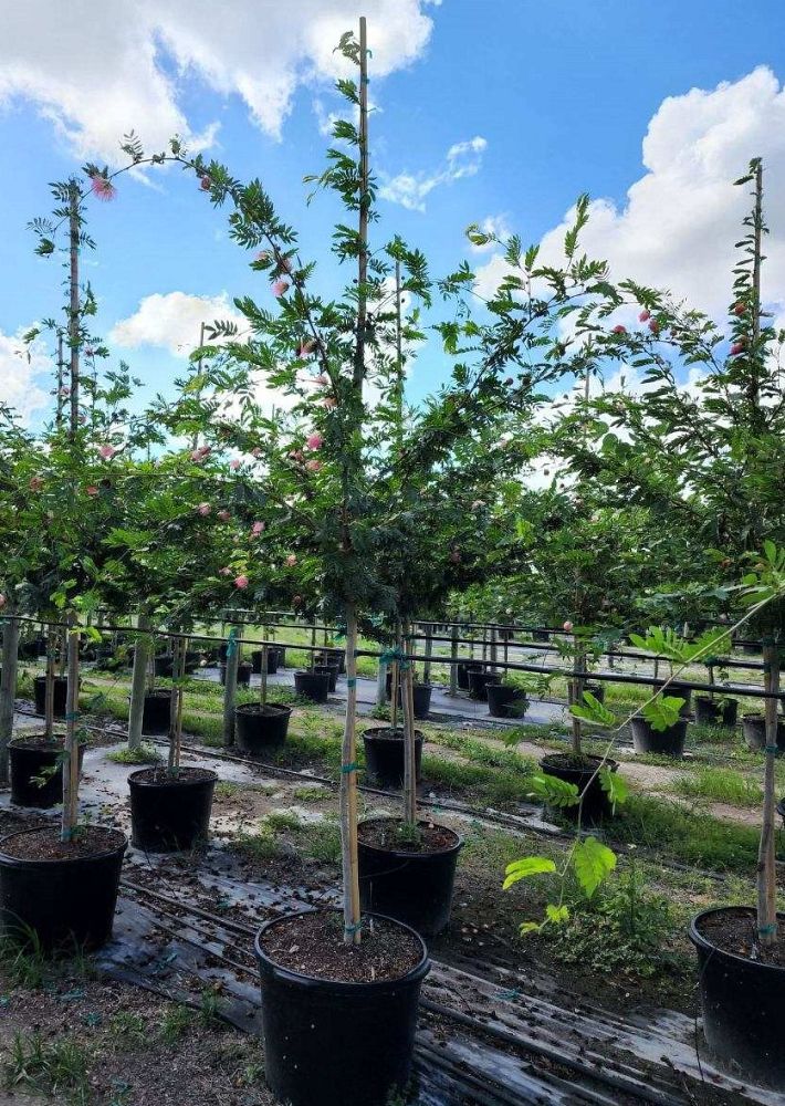 calliandra-powdepuff-tree
